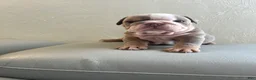 English Bulldog dogs for sale: English Bulldog 5 - Ad 1