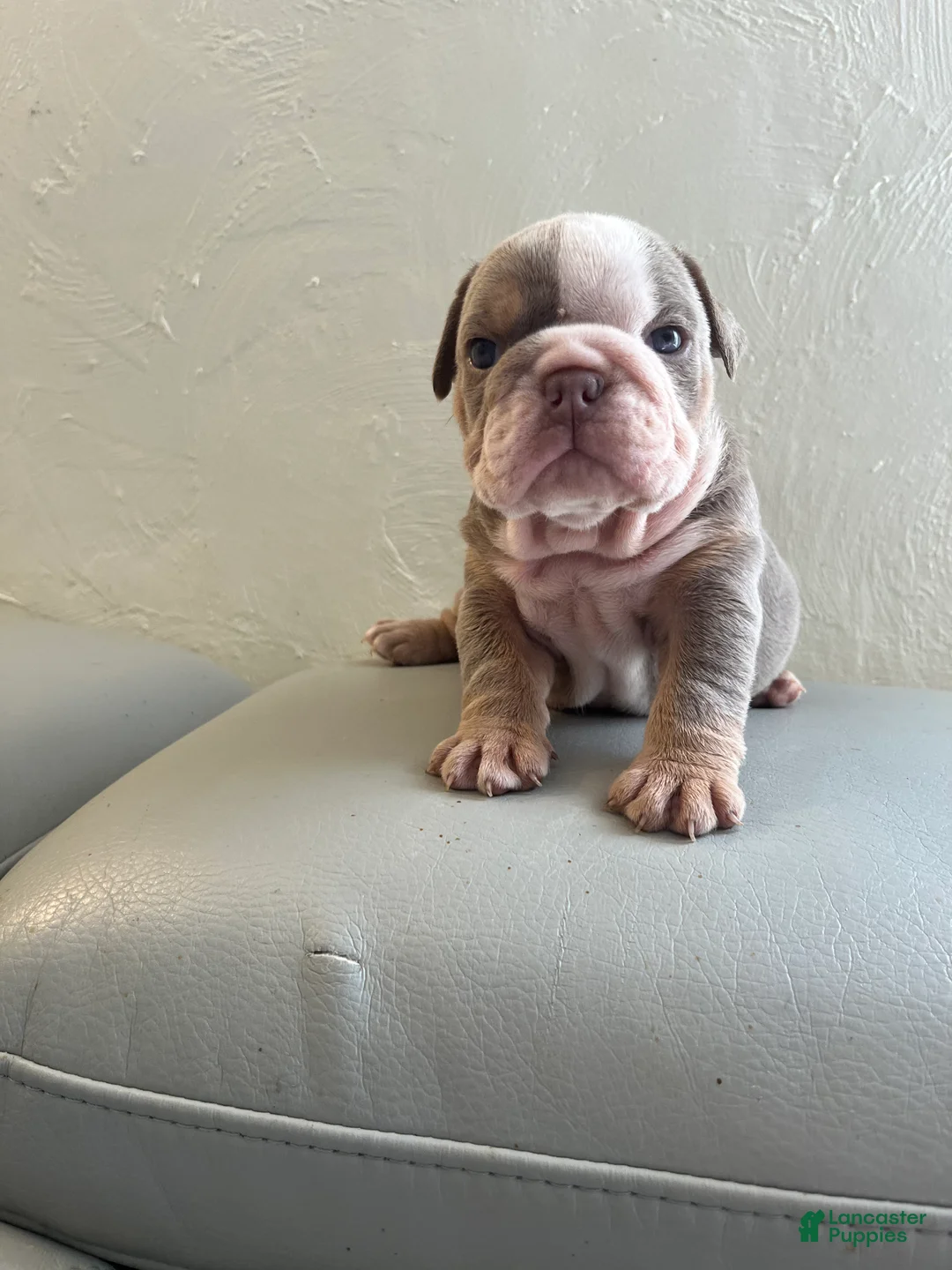 English Bulldog dogs for sale: English Bulldog 5 - Ad 1