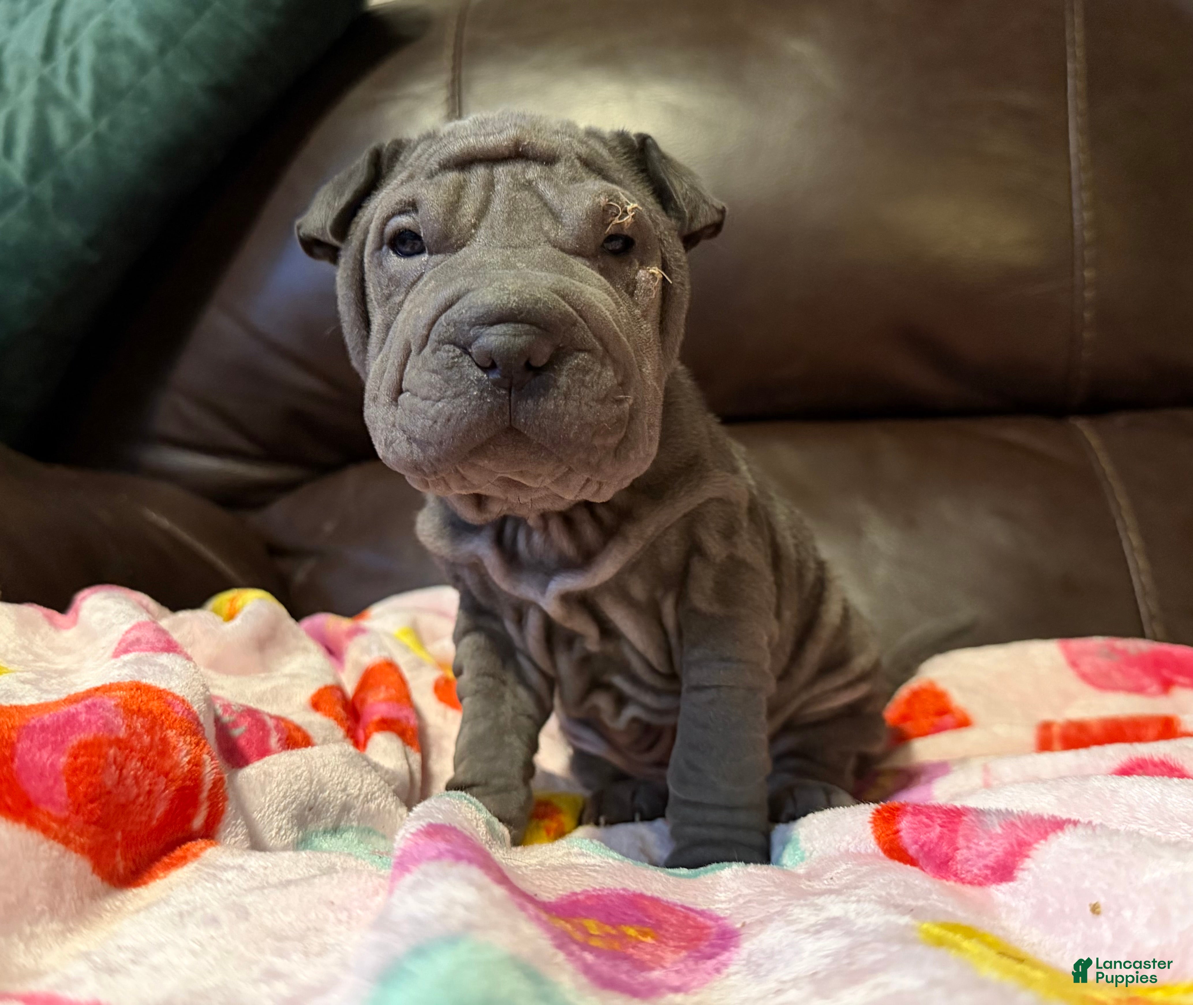 Shar Pei dogs Dove - Ad 3
