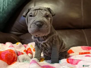 Shar Pei dogs Dove - Ad 8