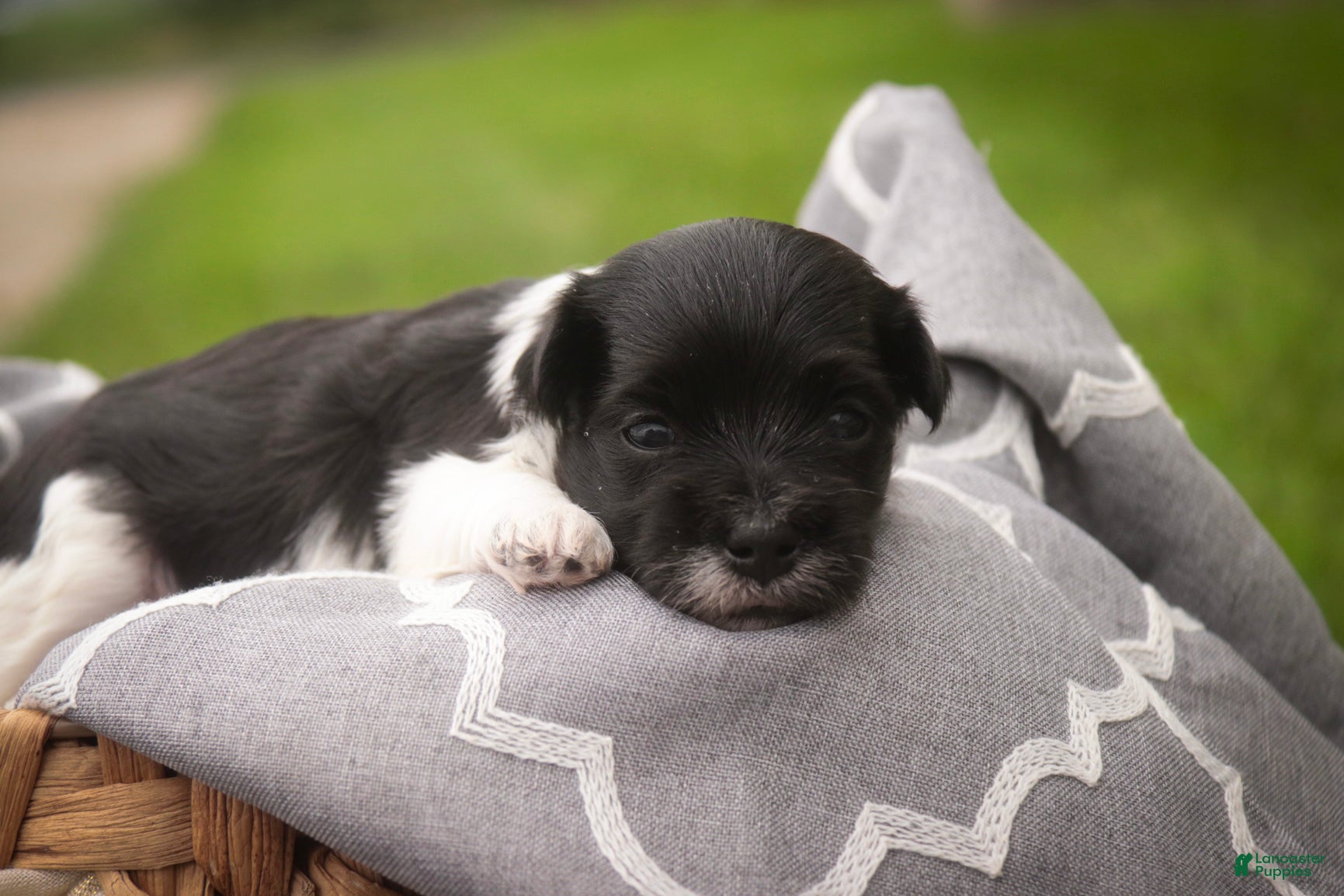 Havanese dogs Goldie Havanese  - Ad 2