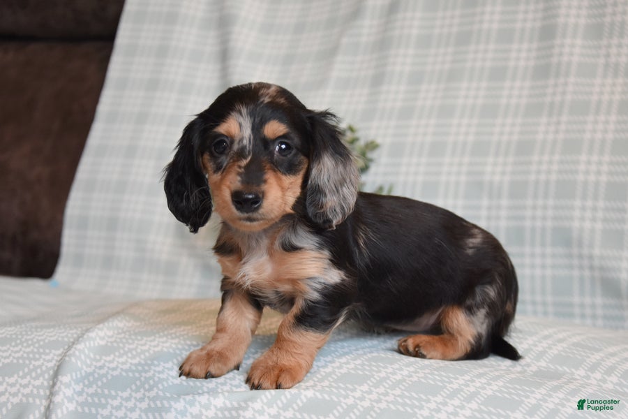 Miniature Dachshund dogs Beauty - Ad 1