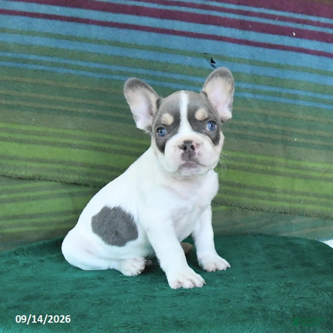 French Bulldog dogs for sale: Oliver - Ad 1