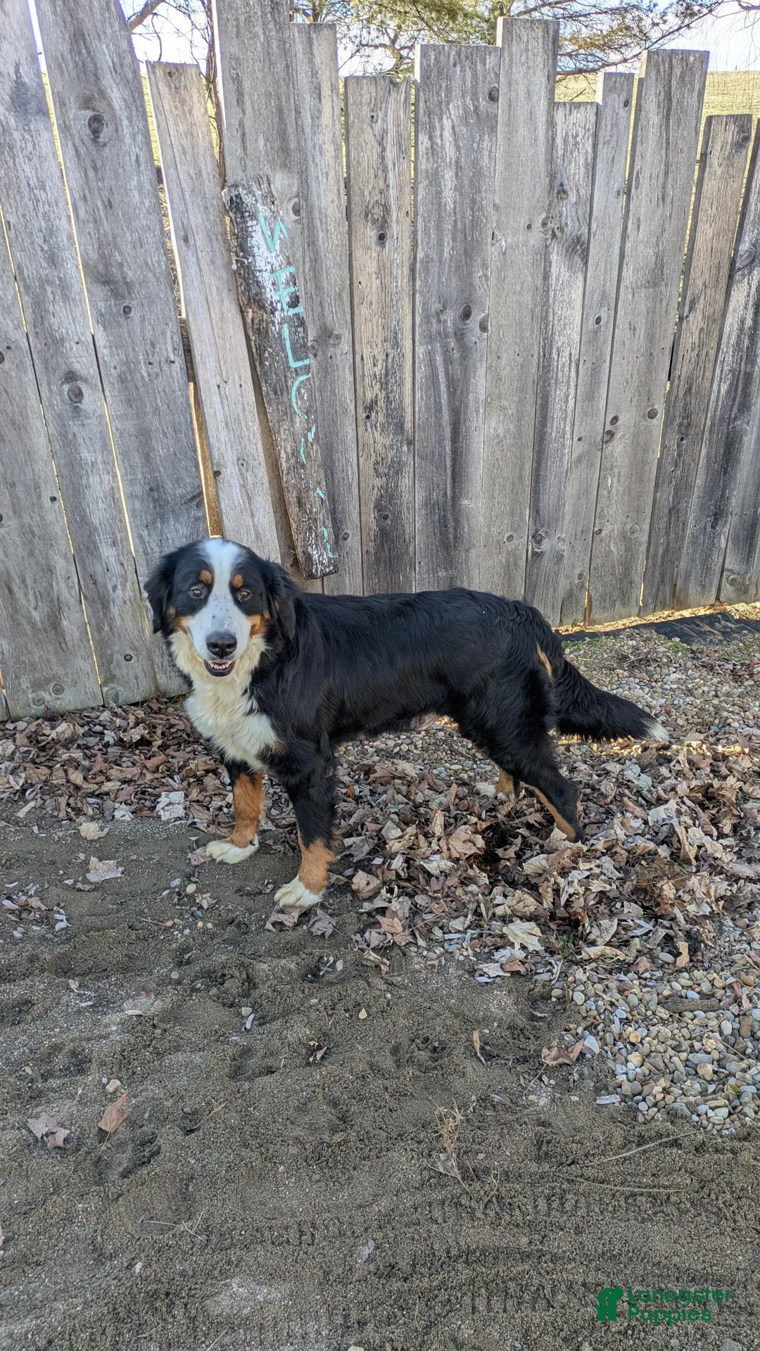 Mini Bernedoodle dogs for sale: Brenda - Ad 14
