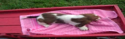 Basset Hound dogs for sale: Tammy - Ad 2