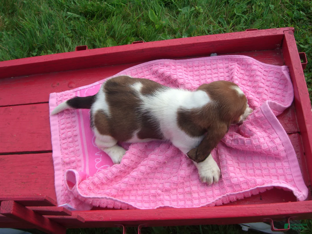 Basset Hound dogs for sale: Tammy - Ad 2