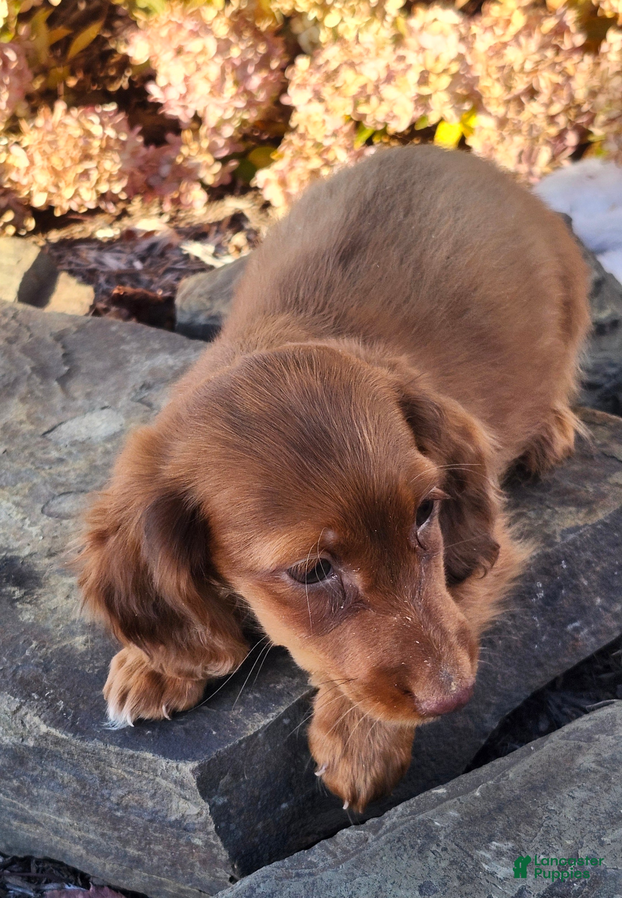 Miniature Dachshund dogs for sale: Rusty  - Ad 1