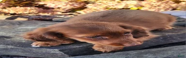 Rusty 