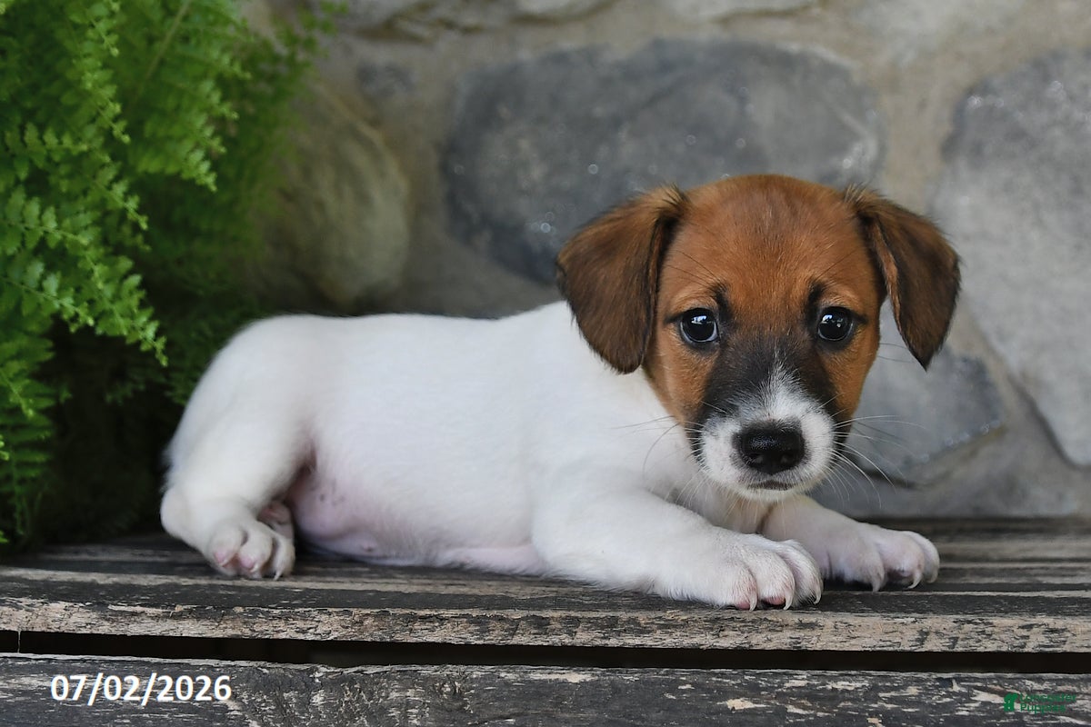 Jack Russell Terrier dogs Macy - Ad 1