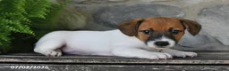 Jack Russell Terrier dogs for sale: Macy - Ad 1