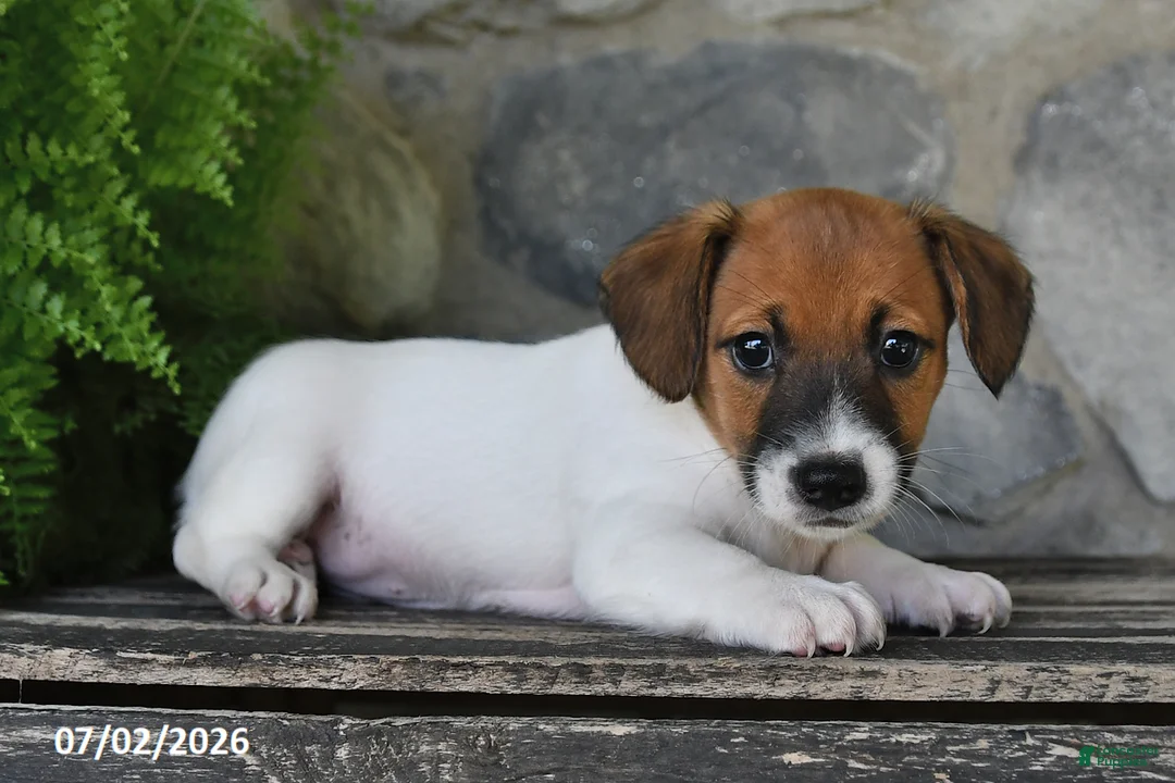 Jack Russell Terrier dogs for sale: Macy - Ad 1