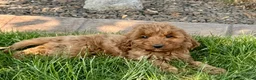 Cockapoo dogs for sale: Glenna - Ad 6