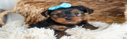 Yorkshire Terrier dogs for sale: CHARLIE - Ad 8
