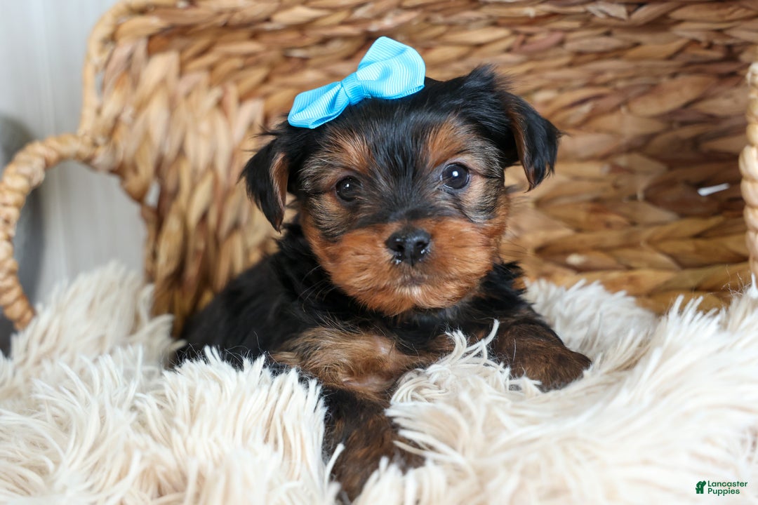 Yorkshire Terrier dogs for sale: CHARLIE - Ad 8