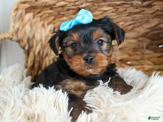 Yorkshire Terrier dogs CHARLIE - Ad 30