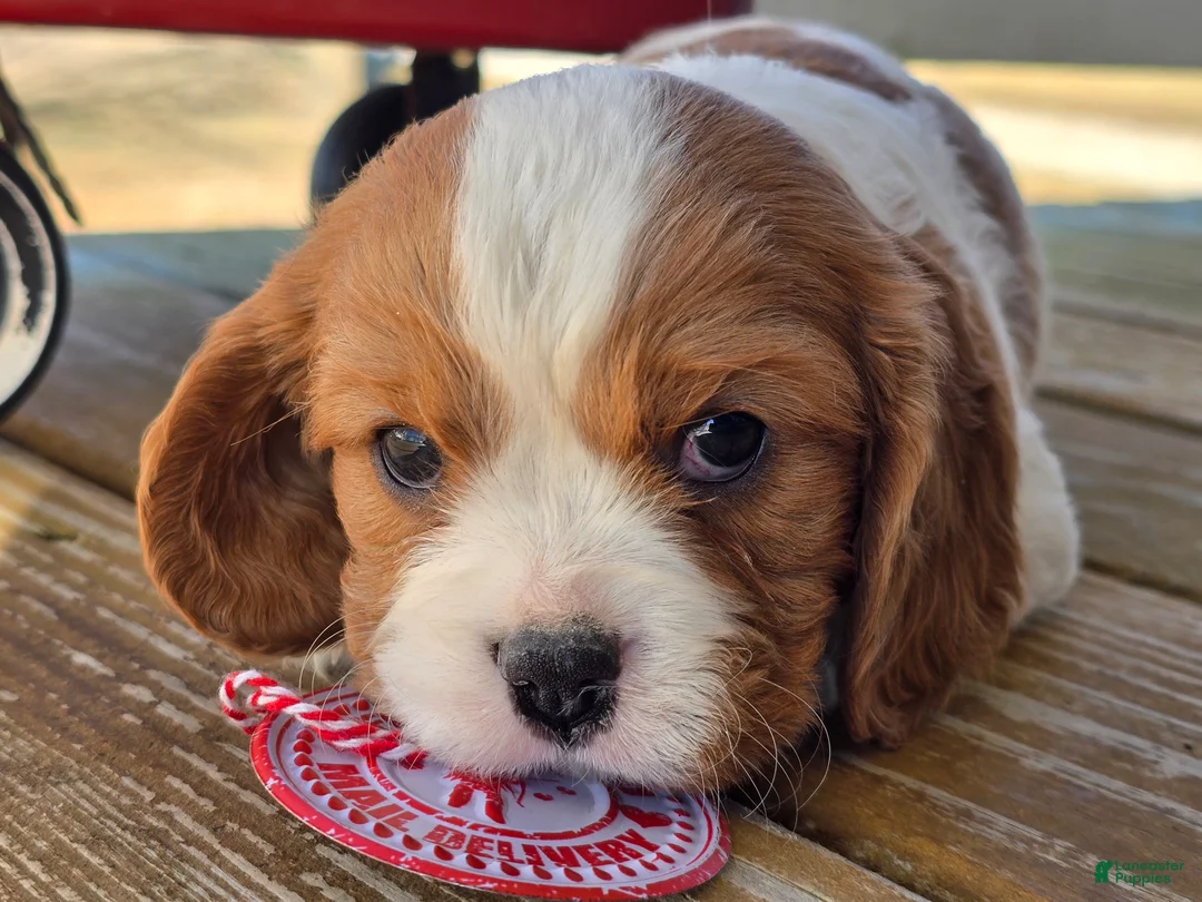 Cavalier King Charles Spaniel dogs for sale: Dillon - Ad 11