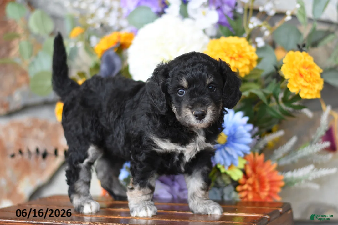 Mini Goldendoodle dogs for sale: Angel - Ad 2