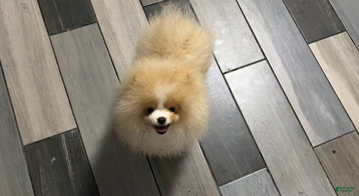 Pomeranian dogs Pomeranian Puppy 2 - Ad 1
