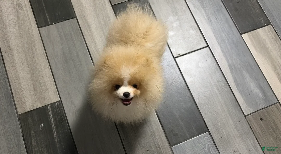 Pomeranian dogs for sale: Pomeranian Puppy 2 - Ad 1