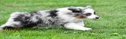 Miniature Australian Shepherd dogs for sale: Wendy - Ad 16