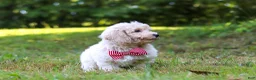 Bichpoo dogs for sale: Milo - Ad 5