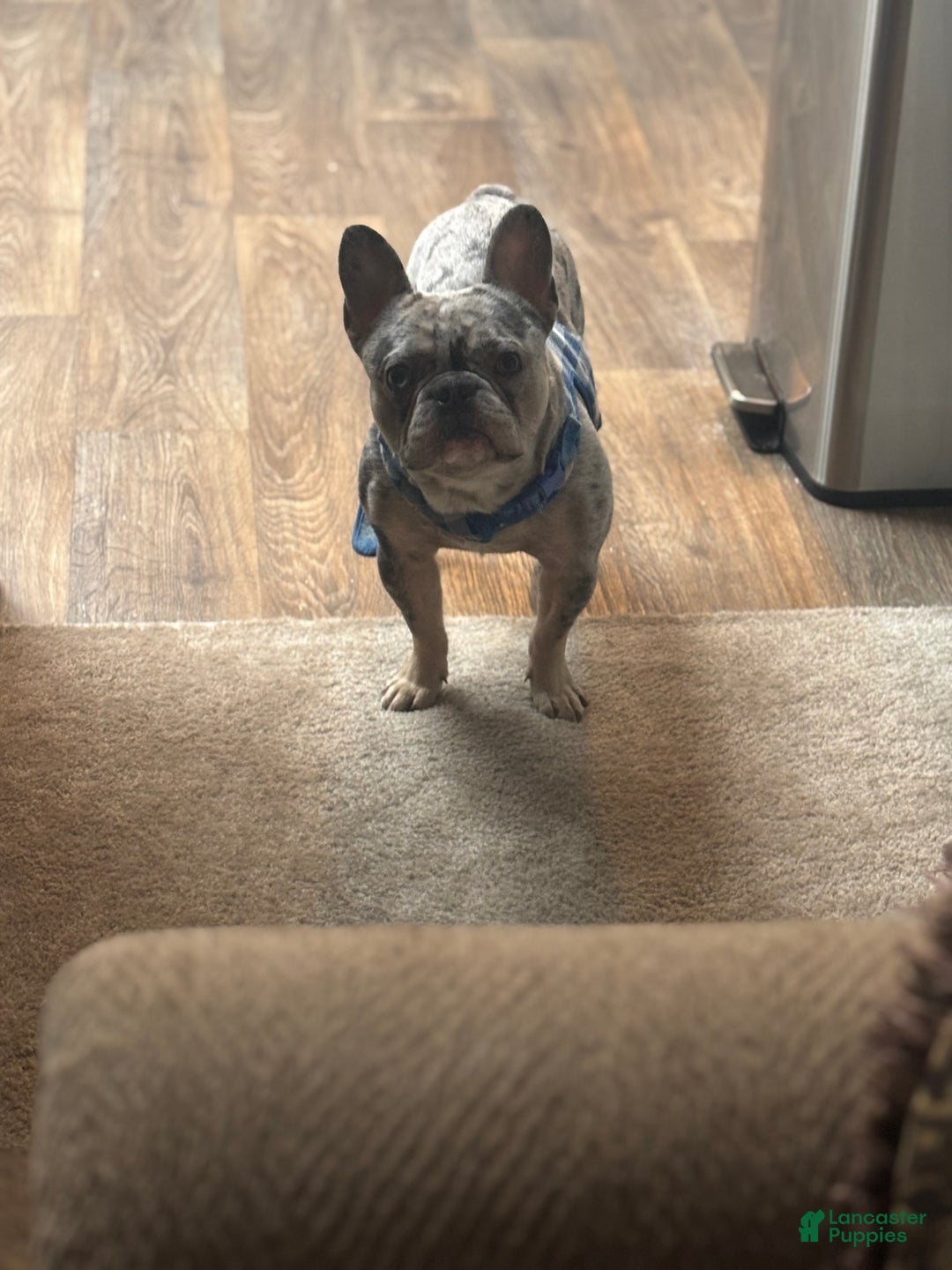 French Bulldog dogs for stud: Percy - Ad 5