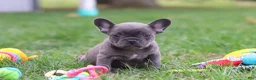 French Bulldog dogs for sale: Lexi - Ad 10