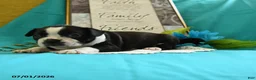 Boston Terrier dogs for sale: Vixon - Ad 10