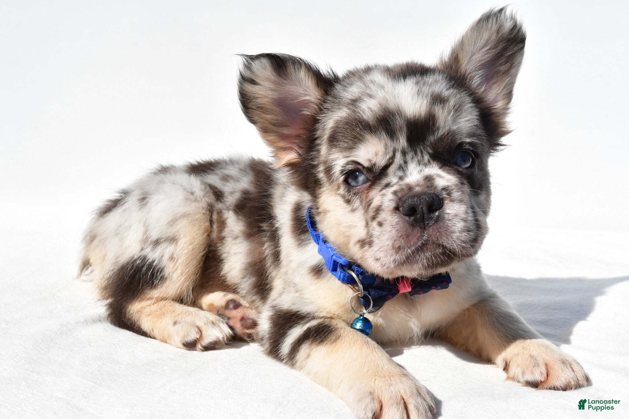 French Bulldog dogs Neon - Ad 2