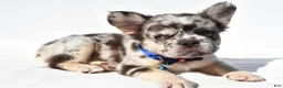French Bulldog dogs for sale: Neon - Ad 2