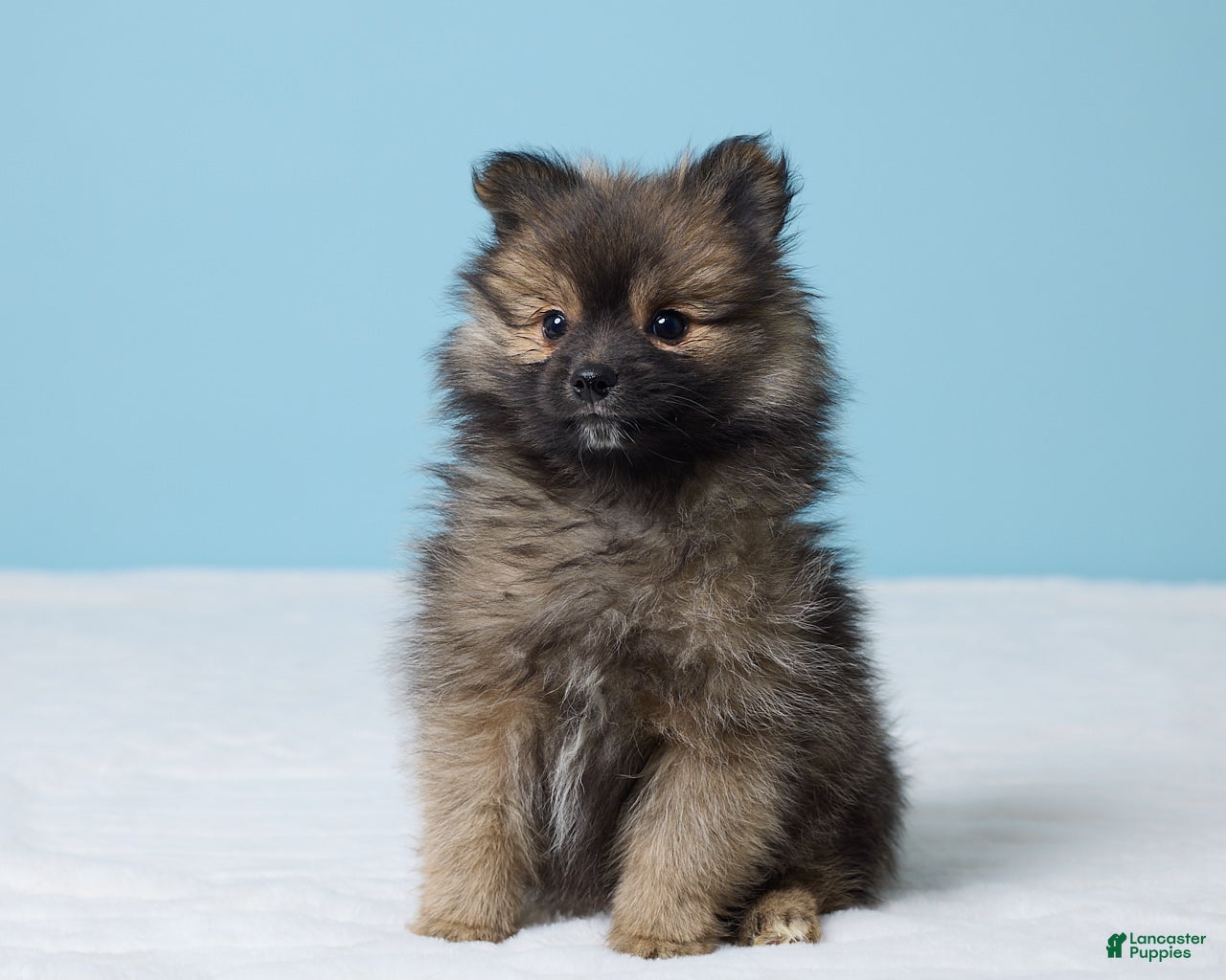 Pomeranian dogs Sammy - Ad 2
