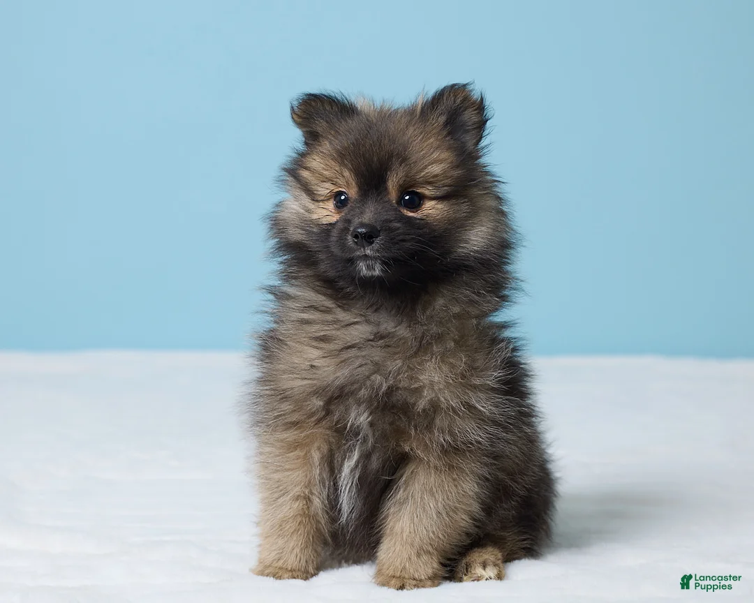Pomeranian dogs for sale: Sammy - Ad 2