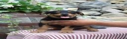 Mixed Breed dogs for sale: Rocky  - Ad 5