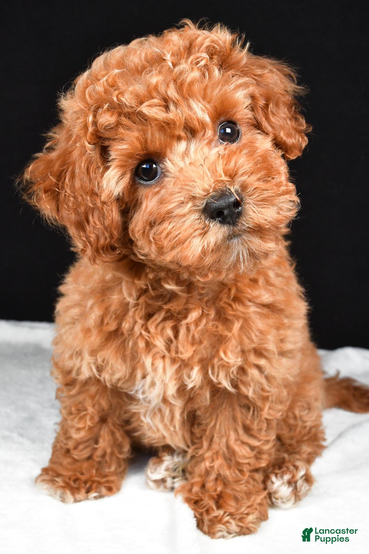 Bichpoo dogs for sale: Carley - Ad 2
