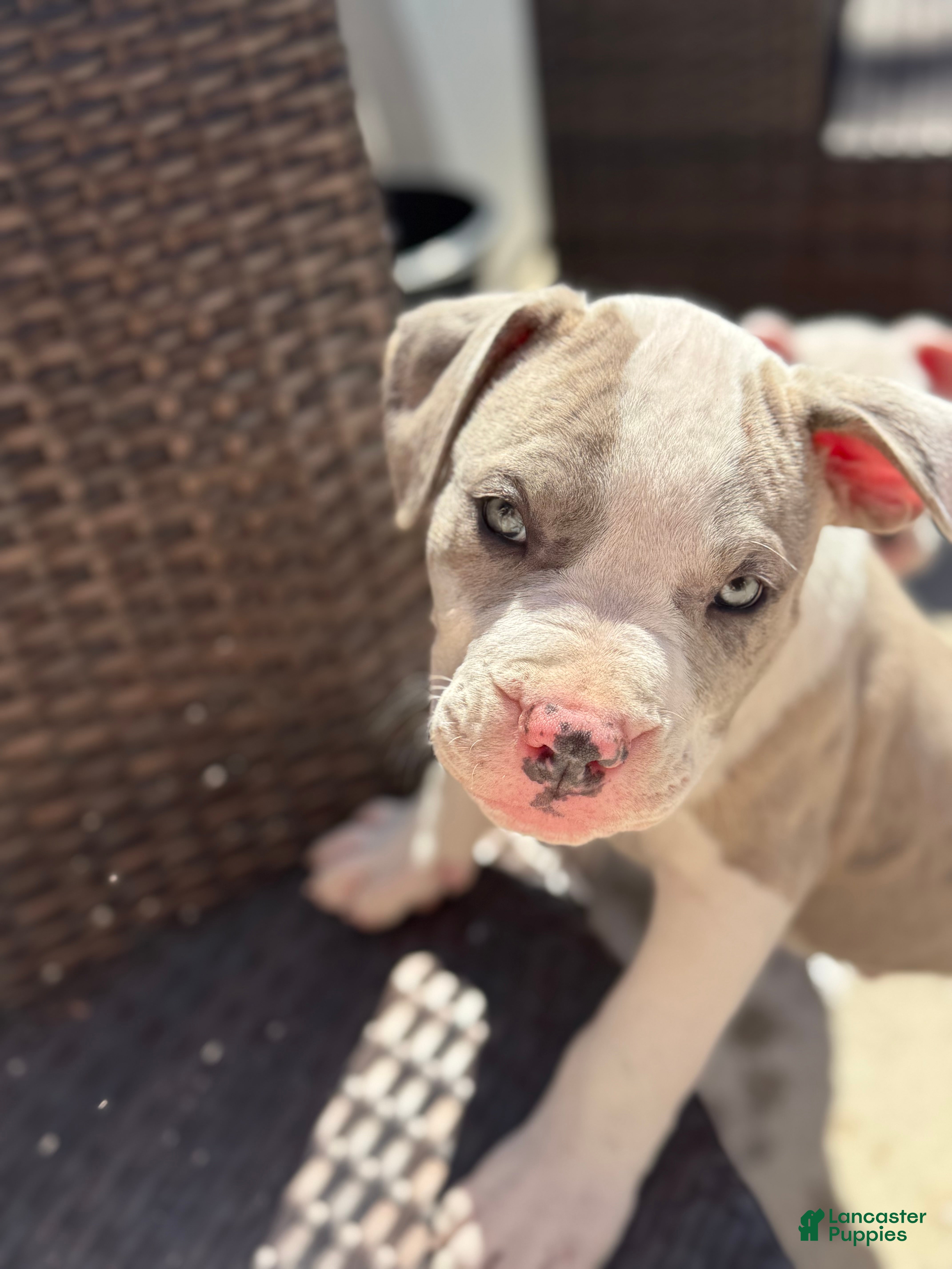 Mixed Breed dogs Mixed Breed Puppy 2 - Ad 13