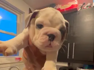 English Bulldog dogs Smokie - Ad 10