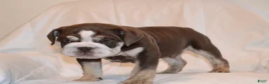 Bandit (Chocolate Trindle)