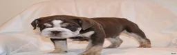 English Bulldog dogs for sale: Bandit (Chocolate Trindle) - Ad 1