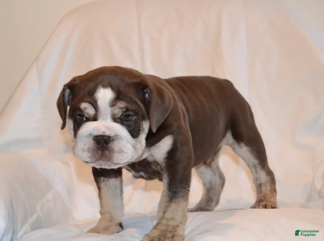 English Bulldog dogs for sale: Bandit (Chocolate Trindle) - Ad 1
