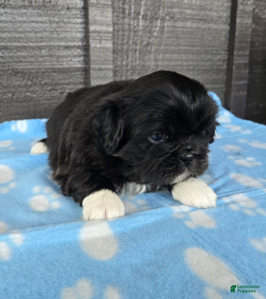 Pekingese dogs for sale: Lurch - Ad 3
