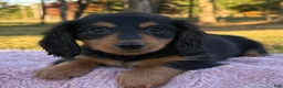 Miniature Dachshund dogs for sale: Ellie - Ad 8