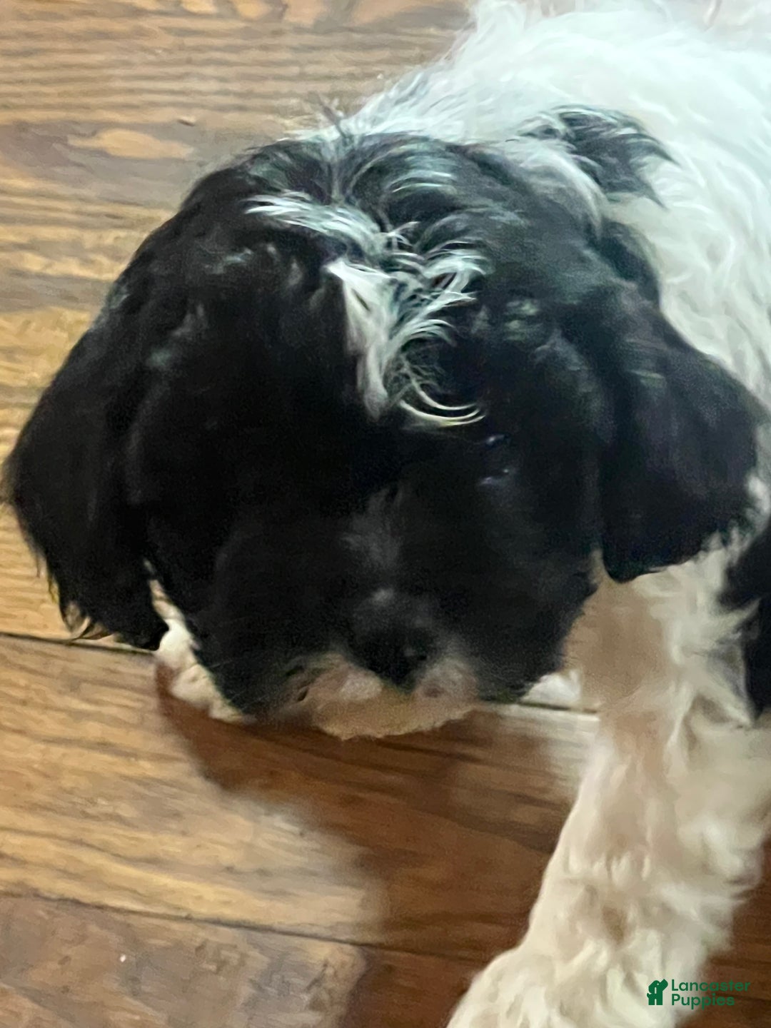 Cavapoo dogs for sale: Luke cavapoo - Ad 10