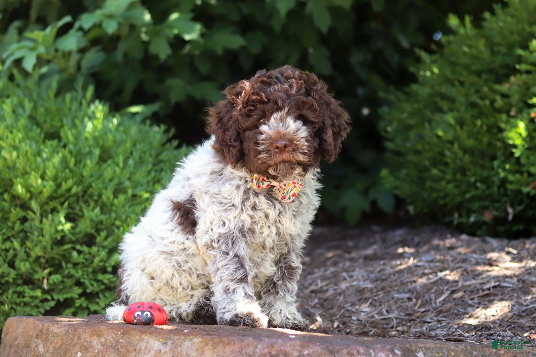 Lagotto Romagnolo dogs for sale: Mia - Ad 14