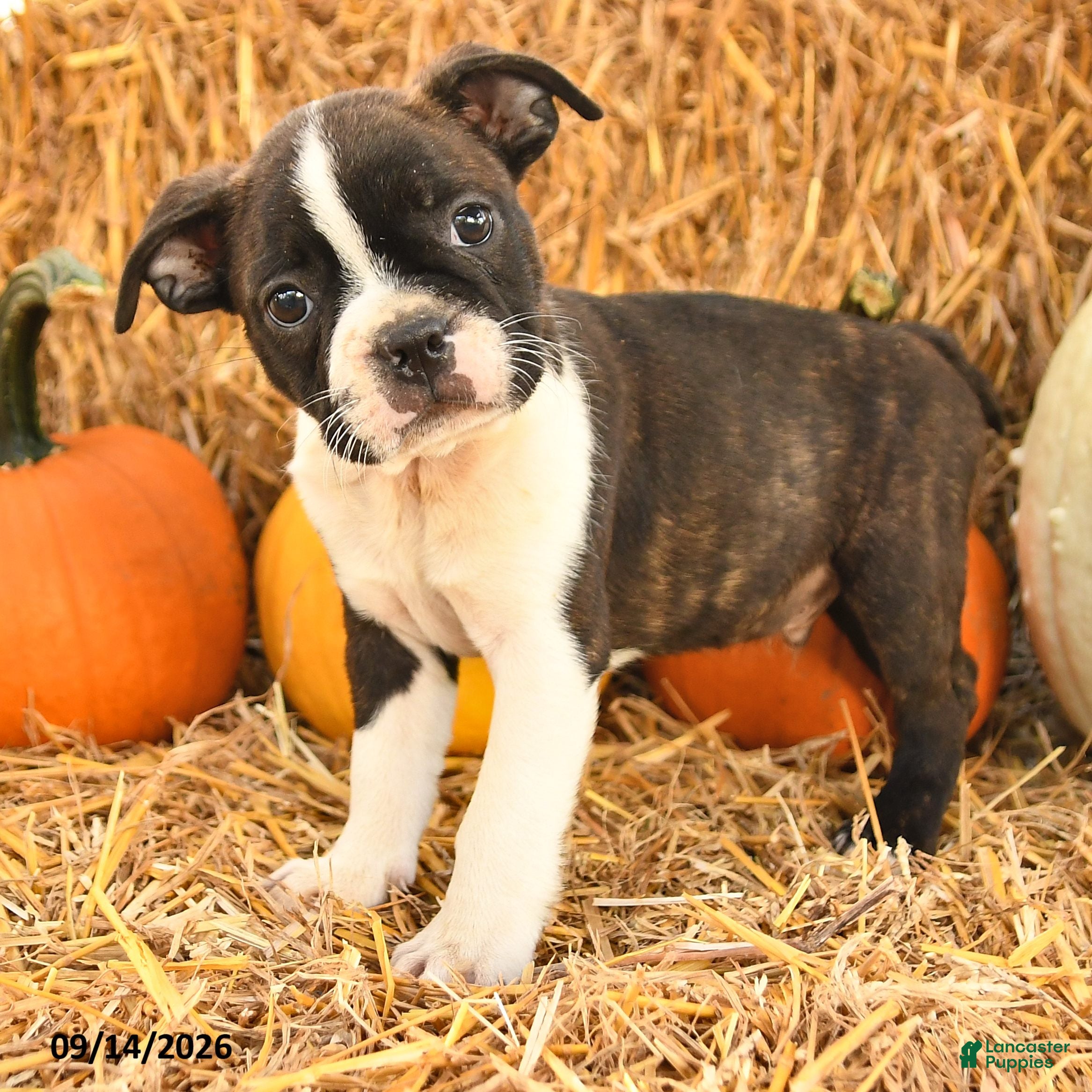 Boston Terrier dogs Ralph - Ad 2