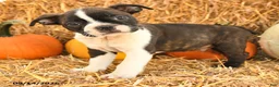 Boston Terrier dogs for sale: Ralph - Ad 2