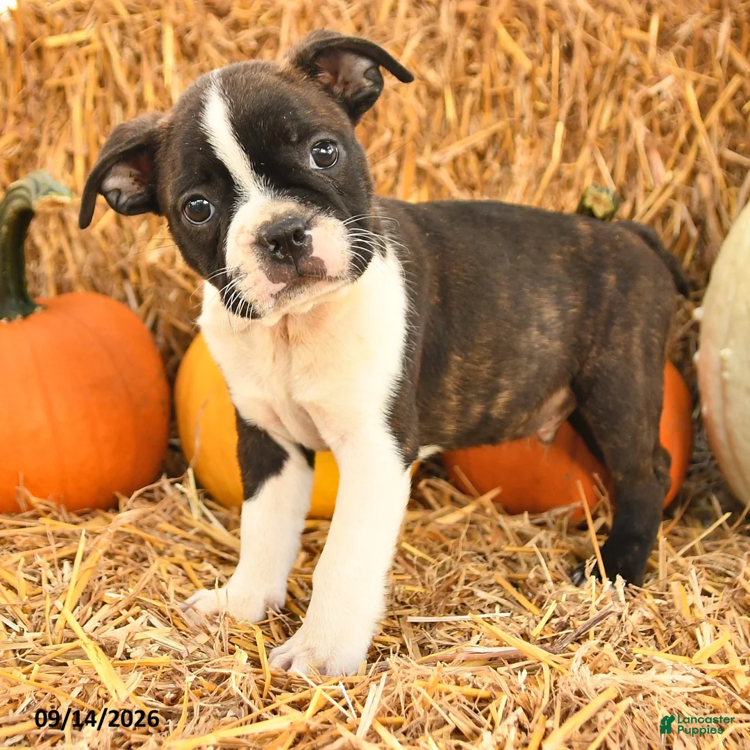 Boston Terrier dogs for sale: Ralph - Ad 2