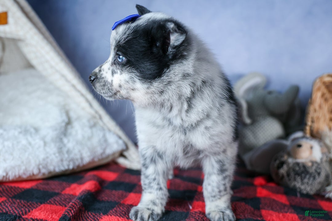 Mixed Breed dogs for sale: DIAMOND - Ad 5