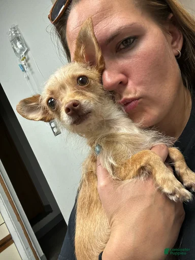 Gallery Image {{count}}