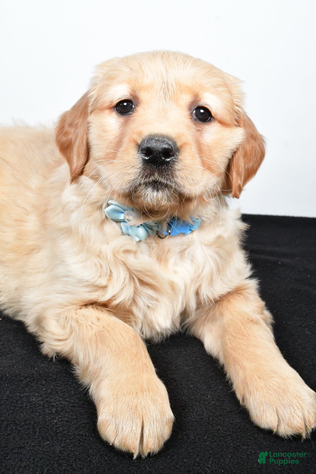 Golden Retriever dogs for sale: Jolene - Ad 5