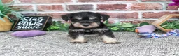 Miniature Schnauzer dogs for sale: Leah - Ad 5
